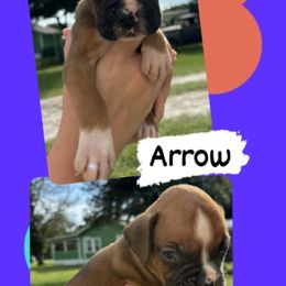 Arrow - Fawn male Boxer puppy in Lutz, Florida from Brooklyn's Boxer's