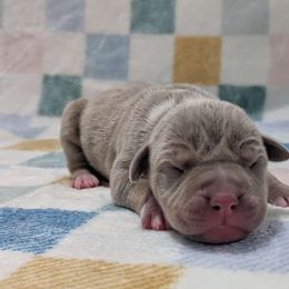Bubbles - Blue female American Pit Bull Terrier puppy in Macon, Georgia from Mythos K9s