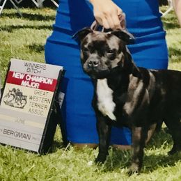 Nina - Staffordshire Bull Terrier