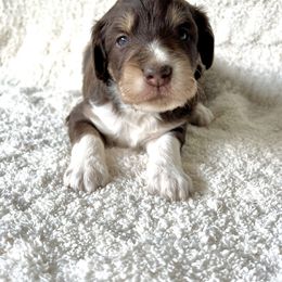 Aussiedoodle Puppies from A Dose Of Doodle