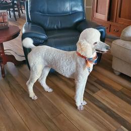 Khaleesi - Poodle