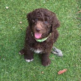 Denver -green color - Brown male Bernedoodle puppy in Aurora, Colorado from Simply Amazing Doodles