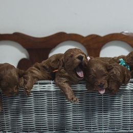 Goldendoodle and Poodle Puppies from Gorgeous Goldendoodles