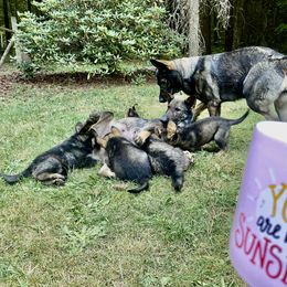 German Shepherd Puppies from Von Overen German Shepherds