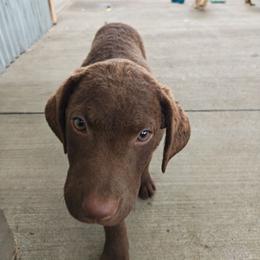 Chandra - Brown female Chesapeake Bay Retriever puppy in Soap Lake, Washington from Desert Oasis Kennels