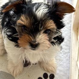 Boy 4 - Black tan and white male Biewer Terrier puppy in Kerhonkson, New York from Arc-en-Ciel Biewers & Maltese