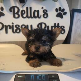 Remi - Black and gold female Yorkshire Terrier puppy in Clermont, Florida from Bella's Prissy Butts