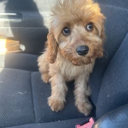 Cavapoo Puppies from Doodles of Central Texas