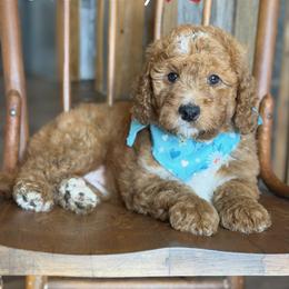Strawberry - Red female Bernedoodle puppy in Lancaster, Minnesota from Richardville Hunde