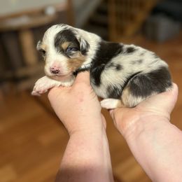 Ambrosia - Blue merle female Australian Shepherd puppy in Oshawa, Minnesota from Cattail Ridge Australian Shepherds