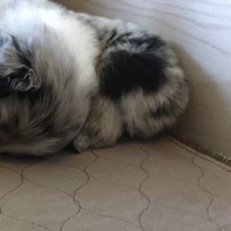 Australian Shepherd Puppies from Integrity Australian Shepherds