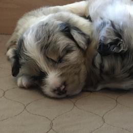 Australian Shepherd Puppies from Integrity Australian Shepherds