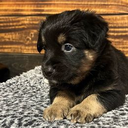 Girl 3 - Black tri female Miniature Australian Shepherd puppy in Sulphur, Louisiana from Triple J Aussies and Corgis