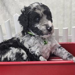 Stormy - Merle male Bernedoodle puppy in Boaz, Alabama from Lovin' Doodles