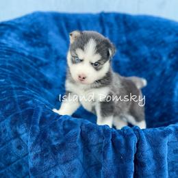 Astrid - Black and white female Pomsky puppy in Hawaii from Island Pomskies