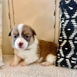 Boomer - Black and tan male Pembroke Welsh Corgi puppy in Norman, Oklahoma from Charm Farm Corgis