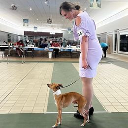 Sarge - Italian Greyhound