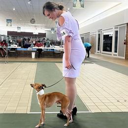 Sarge - Italian Greyhound