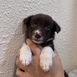 Australian Cattle Dog Puppies from Hangin R Kennels