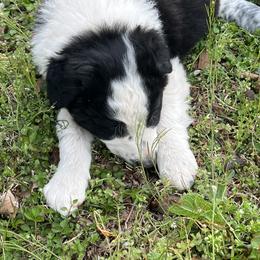 Border Collie Puppies from Roaring River Border Collies
