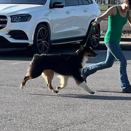 Fayte - Australian Shepherd