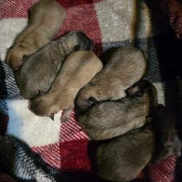 Puppy 5 - Cream sable female Pomeranian puppy in Lebanon, Indiana from Duran's Huskies and Pomeranians