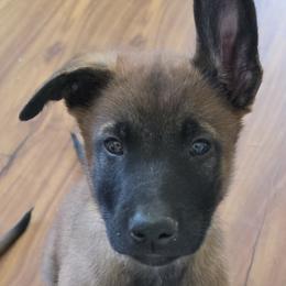 Red - Mahogany male Belgian Malinois puppy in Chesterfield, Virginia from Love Belgian Malinois