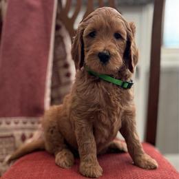 Dopey- Green - Red  male Goldendoodle puppy in Bay City, Texas from Charming Doods Goldendoodles