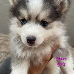 Star girl - Black and white female Pomsky puppy in Isanti, Minnesota from Magnum Pomskies