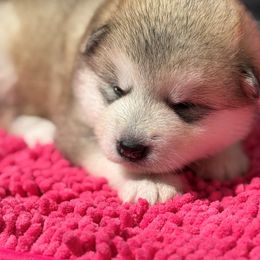 Girl 1 - Gray and white female Alaskan Malamute puppy in Ramsey, Minnesota from Windchaser Kennels