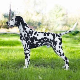 Dalmatian Puppies from ArmySoldier Dalmatians