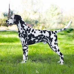 Dalmatian Puppies from ArmySoldier Dalmatians