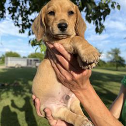 George Jr. - Cream male Dachshund puppy in Granite Falls, Minnesota from Steadfast station, mini dachshunds