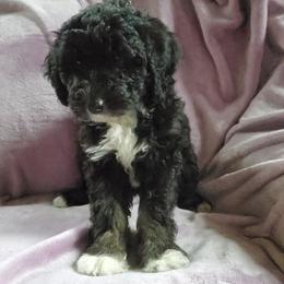 Poppy - Black female Sheepadoodle puppy in Bellevue, Iowa from Fluffy Wonders Poms and Doodles