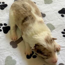 Lucy - Red merle female Border Collie puppy in Rickman, Tennessee from Roaring River Border Collies