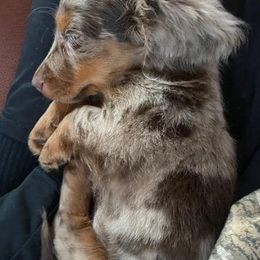 Dachshunds from Starr Springs Doxies