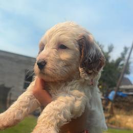 Azalea (Pink) - Parti female Goldendoodle puppy in Payson, Utah from Life_on. Paws