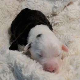 Old English Sheepdog Puppies from Roland Hills Farm