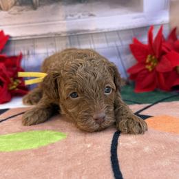 Goldendoodle and Poodle Puppies from Katy's Toy Poodles & Doodles