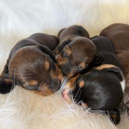 Dachshund puppies from Livy’s Doodles