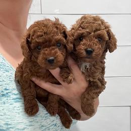 Rhodi - Red  male Poodle puppy in Houston, Texas from Texas Toy Poodles