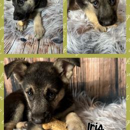 German Shepherd Puppies from Pocono GSD