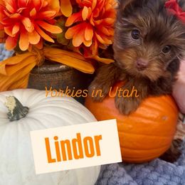 Lindor - Chocolate, tan and white female Yorkshire Terrier puppy in Syracuse, Utah from Yorkies in Utah