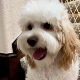 Maggie - Cavapoo