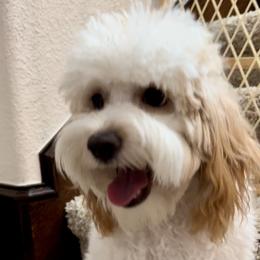 Maggie - Cavapoo
