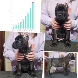 Plea (black brindle) - Black brindle female Cane Corso puppy in Manitowoc, Wisconsin from Sinner & Saint Cane Corso