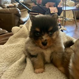 Blue Merle boy 1 - Blue merle male Pomeranian puppy in Clinton, Tennessee from Liza’s Aussies & Poms