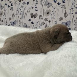 Ace - Blue fawn male French Bulldog puppy in Riverview, Florida from The Frenchie Lady Co.