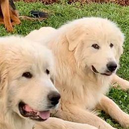 Great Pyrenees from Wahoo Creek Great Pyrenees