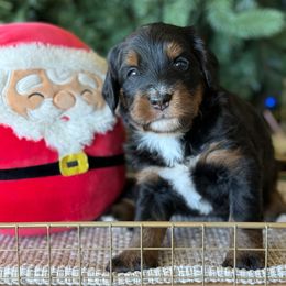 Paisley - Tri-color female Bernedoodle puppy in Yuciapa, California from AlltheDoodlez_
